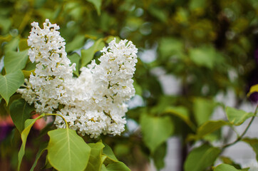 Blooming branch of lilac in the open air blooms in May