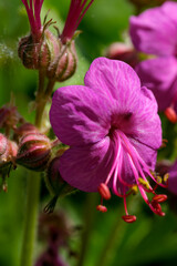 Fototapeta na wymiar Pink small flower