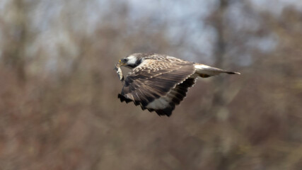 red tailed hawk