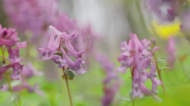 Fumewort (Corydalis solida). Flower of the Corydalis solida, the fumewort. Corydalis Purple field flower swaying in the wind
