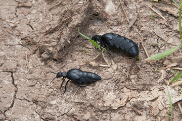 A pair of large black blister beetles crawling on dry land