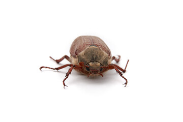 Chafer - a pest of agricultural plants of plants, photographed frontally on a white background