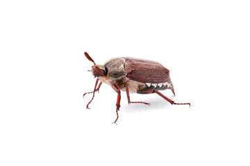 May beetle chafer stands walking on a white background on long legs