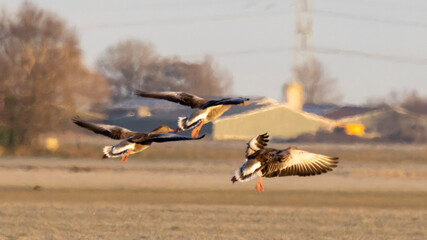 geese in flight