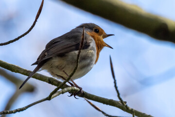 robin on a branch