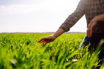 Farmer hand touches green leaves of young wheat in the field. Young wheat sprout in the hands of a...