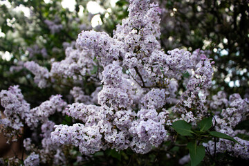 Lilacs in different colors and different angles