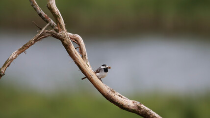 ladybird on a tree