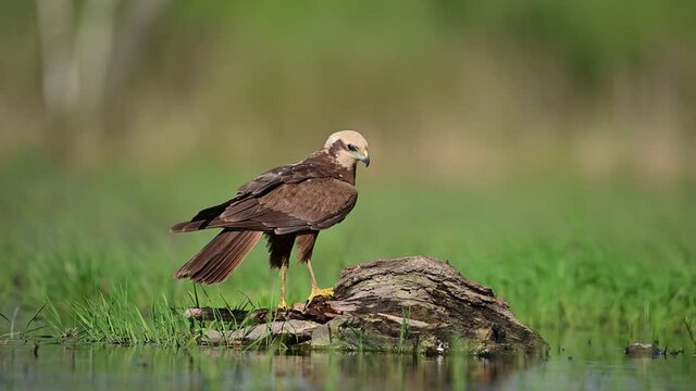 Western marsh harrier ( Circus aeruginosus )	