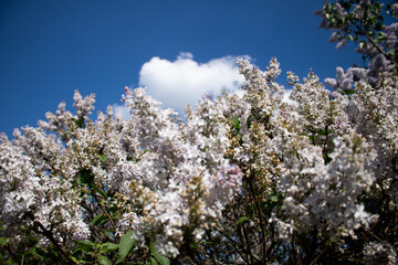 Lilacs in different colors and different angles