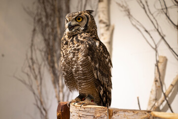 owl in an owl cafe in Osaka, Japan