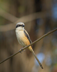 Long-tailed Shrike Lanius schach