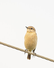 Siberian Stonechat Saxicola maurus