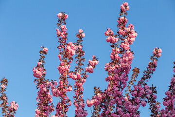 Description Cherry Cherry 