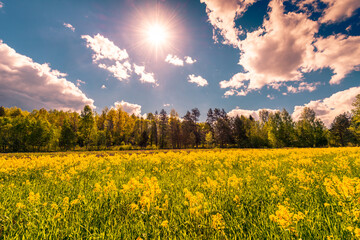 Obraz premium Meadow in the woods covered with yellow flowers on a cloudy spring day, the sun shines in the sky