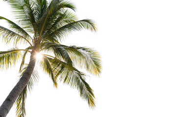 Naklejka na ściany i meble Coconut palm tree with sun light isolated on white background
