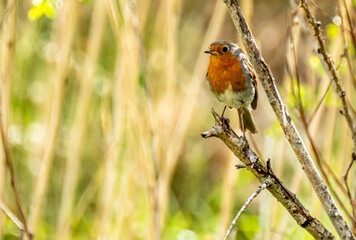 Red Robin, red breast bird visiting a garden in Ireland