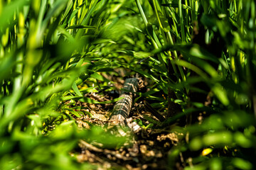 young, green wheat in a field in early spring