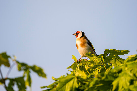 Goldfinch in the late evening