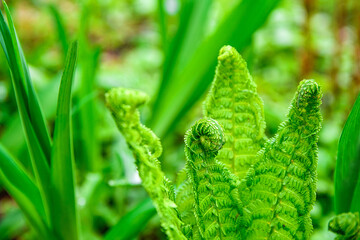 Young green shoots of ferns (Polypodiophyta). Spring season. Natural green background. 