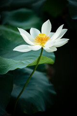 a white lotus flower closeup