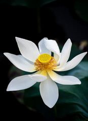 a white lotus flower closeup