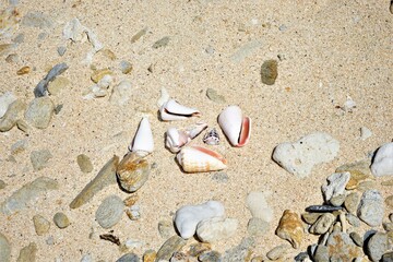 Fototapeta na wymiar variety of seashell on beach in Okinawa, Japan - 日本 沖縄 座間味島 ユヒナ海岸 貝殻