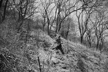 Black and white dead forest and plants, concept of deforestation and jungles and forest getting cut for construction