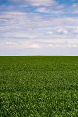young, green wheat in a field in early spring