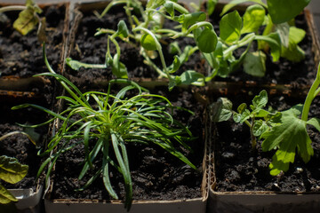 Seedling box close-up. Growing vegetables at home for subsequent transplantation