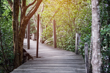 Obraz premium Tropical forest exotic walkway on wooden bridge in forest jungle of mangrove trees in Thailand village, View Point of Thung Prong Thong park tropical forest for travel Rayong