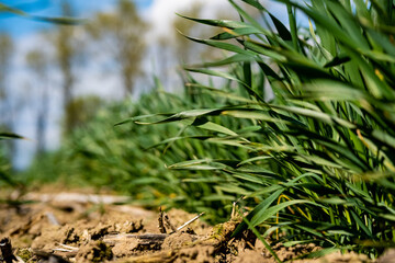young, green wheat in a field in early spring