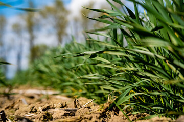 young, green wheat in a field in early spring