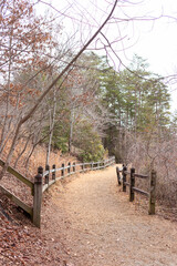 Path inside the forest with wooden fences
