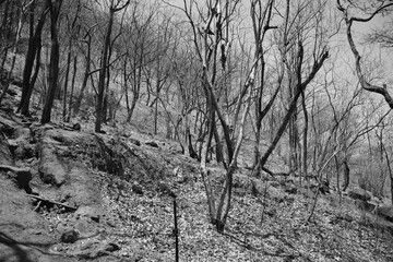 Dead jungle and forest with dry trees with no leaves black and white background