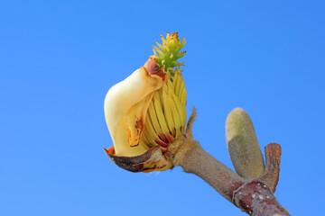 Magnolia ecological macro photo, North China