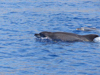 Fototapeta premium Wild Bottlenose Dolphins (Tursiops Truncatus) breaching in the blue waters of Madeira, Portugal. Shot while dolphin watching from Funchal. 