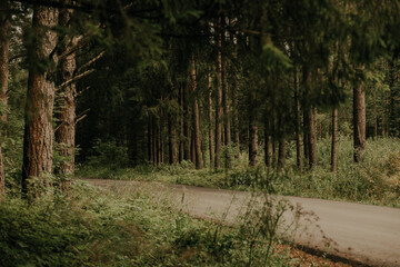 Fototapeta premium The road in the pine forest.