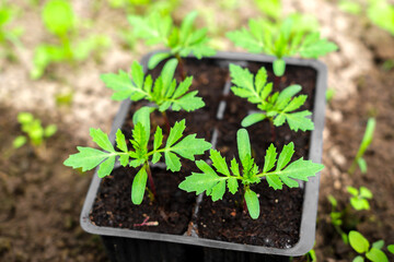 Young green seedlings of marigolds (Tagetes) sit in special pots against the background of the soil, illuminated by the rays of the sun.