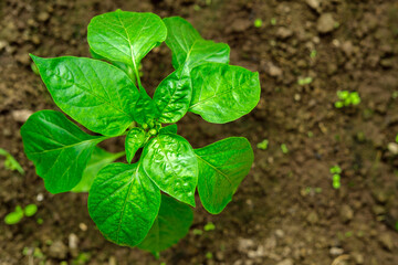 Pepper bush with large green leaves and small buds on the background of soil in the garden bed, top view with copyspace.