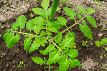 An overhead view of a young tomato bush with small green leaves on a background of dry and wet soil.