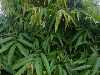 beautiful green leaf background wallpaper for copy space