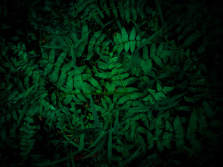 beautiful green leaf background wallpaper for copy space