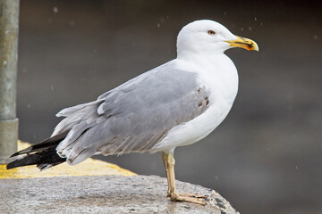 An immature Yellow-legged Gull (Larus michahellis), standing on the quay, Newlyn harbour, Cornwall, UK.