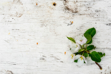 Wet branch of an apple tree with flowers on the old wooden table. View from above