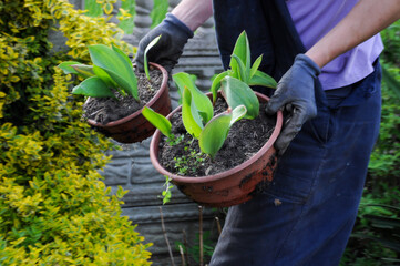 Gardener wearing overalls and gloves while planting flowers and holding pots with green plants in the garden