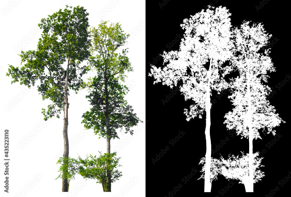 Poster isolated tree on white background with clipping path
