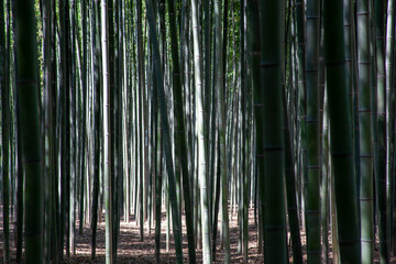 Beautiful korean bamboo forest road
