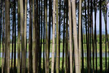 Beautiful korean bamboo forest road
