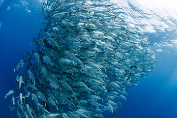 A school of bigeye trevally